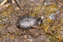 Onthophagus melitaeus