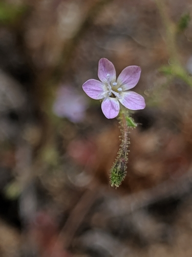Image of Gilia austrooccidentalis by no rights reserved