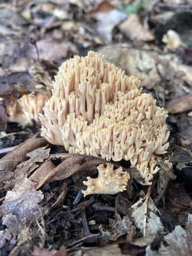 Ramaria stricta
