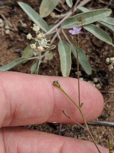 Image of Gilia austrooccidentalis by no rights reserved