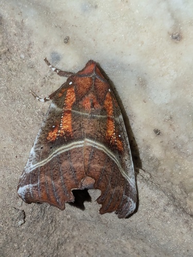 Herald Moth photo 5