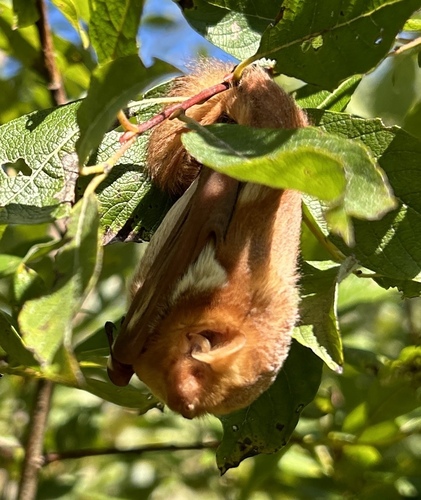 Eastern Red Bat photographed in New Hampshire