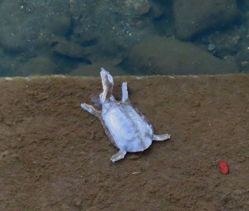 Amur Softshell Turtle, Pelodiscus maackii