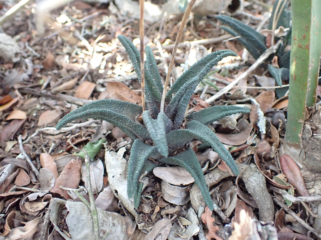 Haworthiopsis sordida