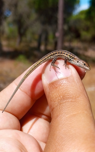 Western Psammodromus, Portugal, photo 10 of 10