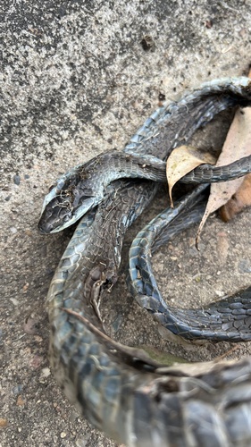 Common Tree Snake sighting