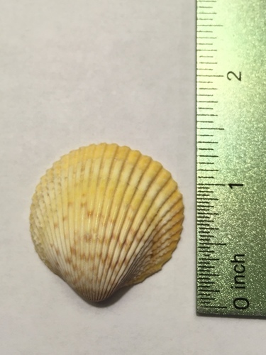 Yellow Prickly Cockle