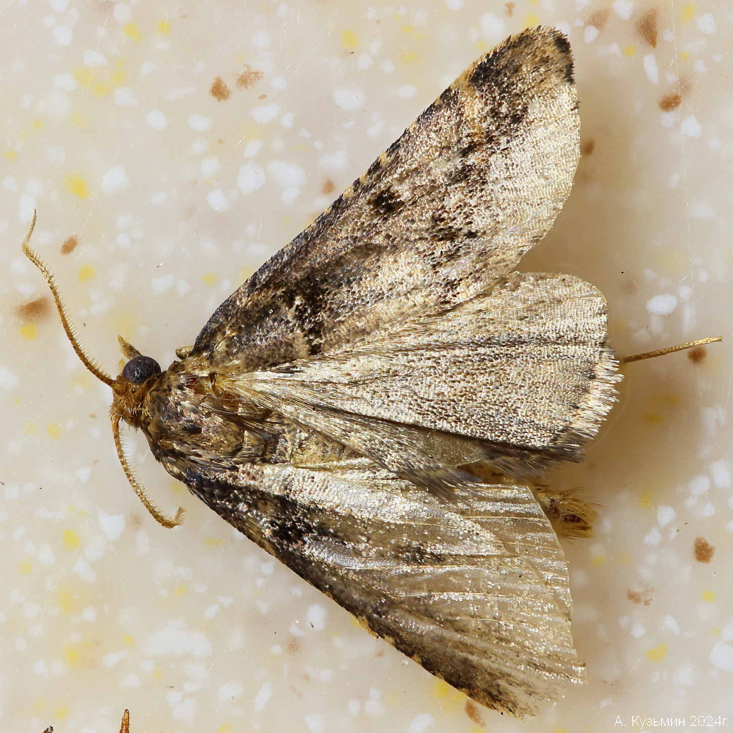 Огнёвка Stemmatophora brunnealis