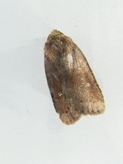 Pseudorthodes vecors