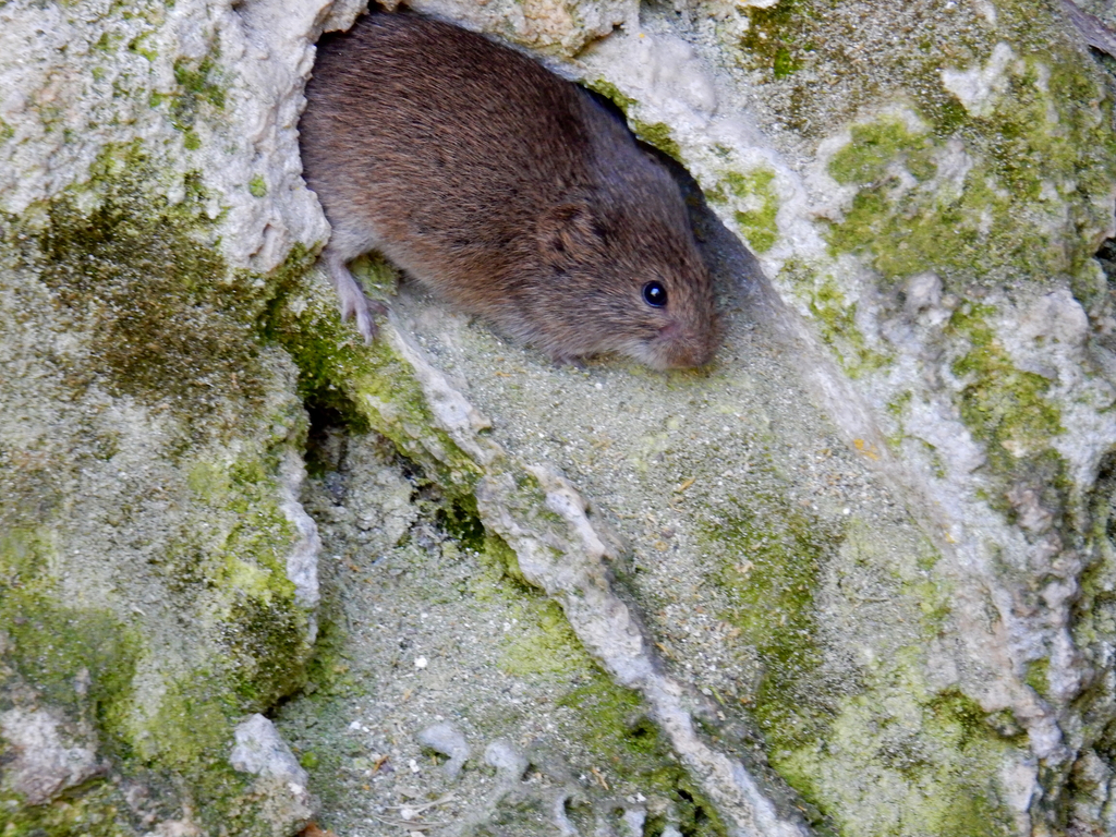 Long-Tailed Vole