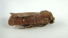 Pseudorthodes vecors