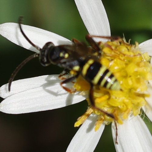 Spider Wasp photo 4