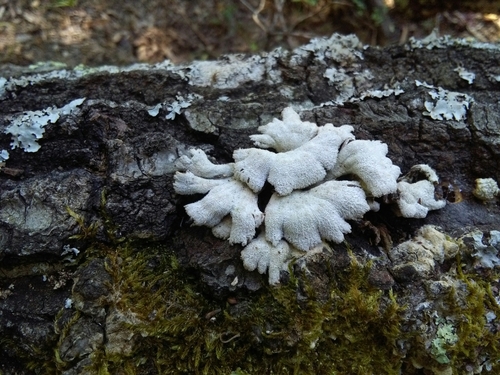 Schizophylle commun