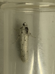 Myelois circumvoluta