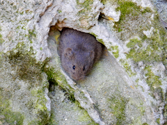 Microtus longicaudus