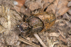 Onthophagus vacca