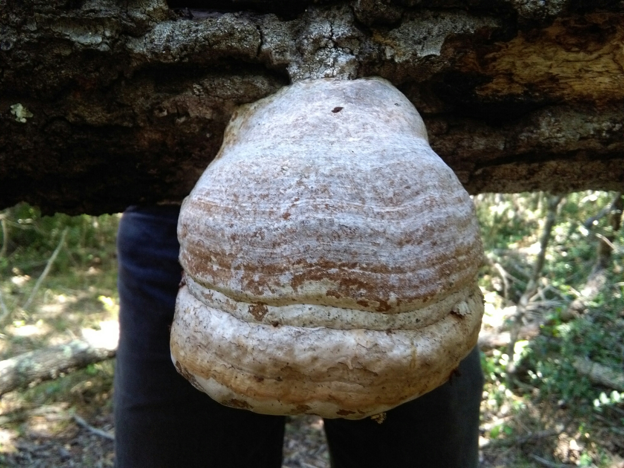 Fomes fomentarius image