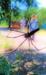 Nephila pilipes