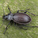 Carabus hortensis - Photo (c) Ryszard, algunos derechos reservados (CC BY-NC)