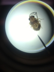 Gerromorpha