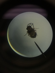 Gerromorpha