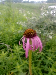 Echinacea simulata