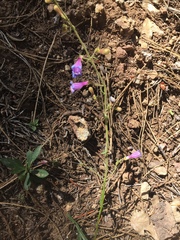 Penstemon laetus