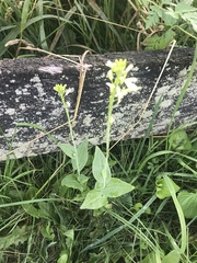 Turritis glabra