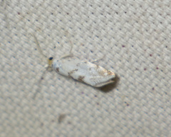 Niphonympha dealbatella