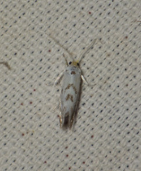 Niphonympha dealbatella