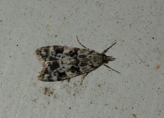 Eudonia delunella