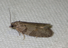 Cnephasia incertana