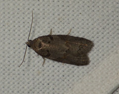 Cnephasia incertana