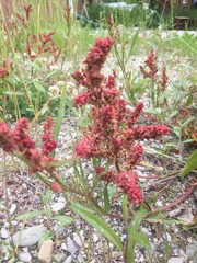 Rumex triangulivalvis