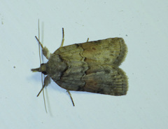 Nycteola