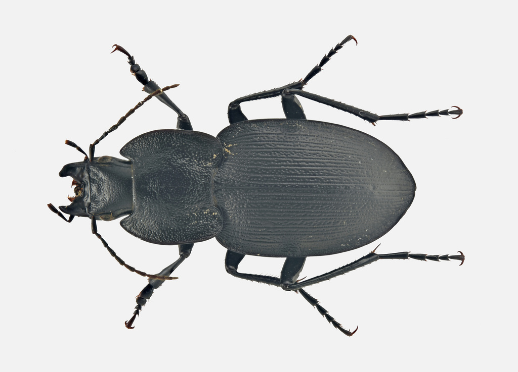 Licinus gansuensis