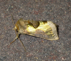 Diachrysia chrysitis