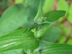 Bupleurum longiradiatum
