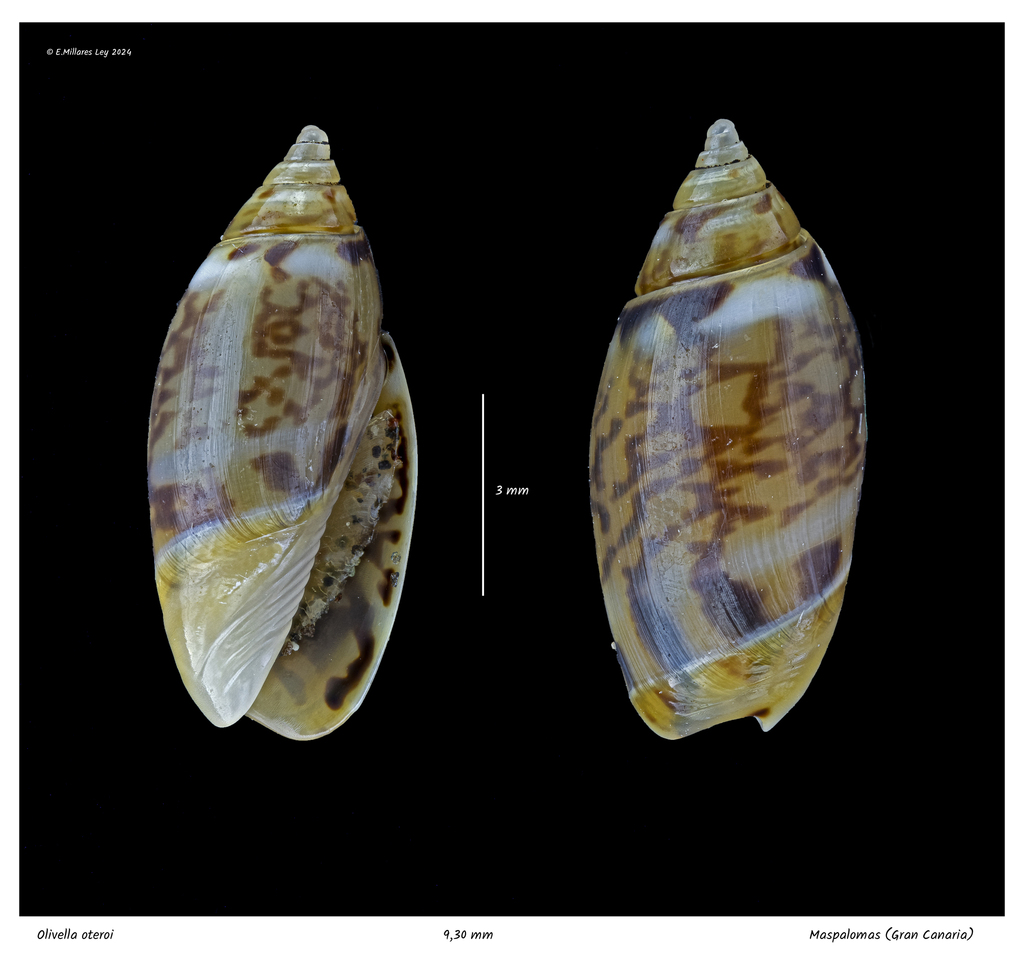 Olivella oteroi