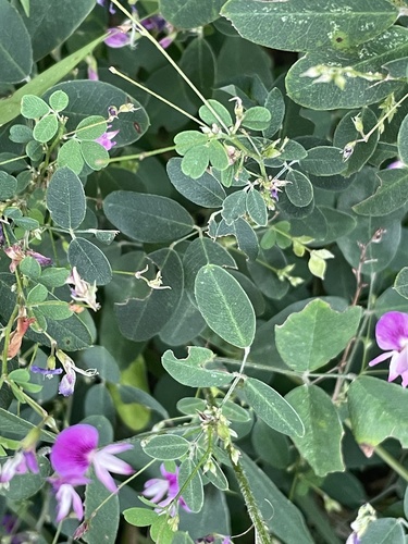 Image of Lespedeza frutescens by no rights reserved