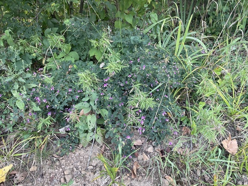 Image of Lespedeza frutescens by no rights reserved