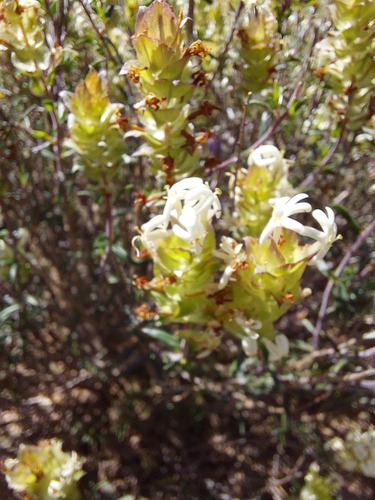 Paper Catstailbush (Microdon orbicularis)