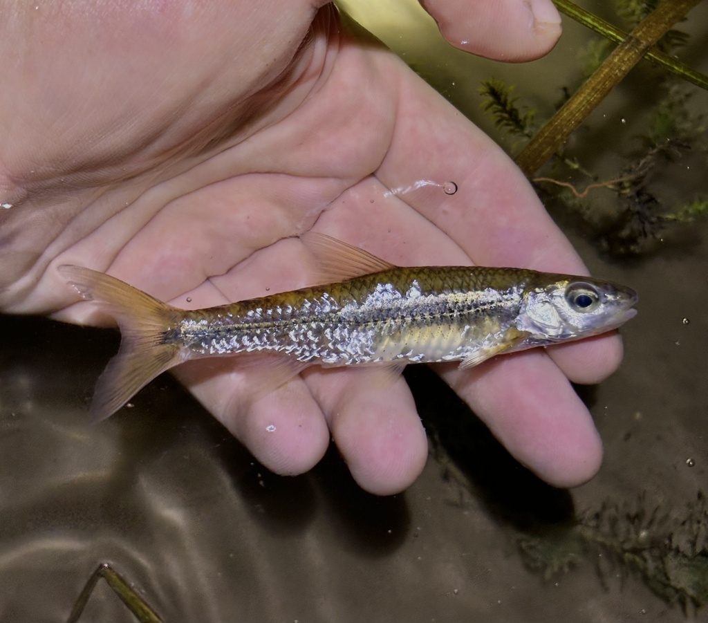 Spottail Shiner