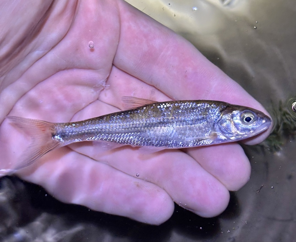 Fallfish