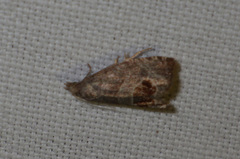 Notocelia uddmanniana