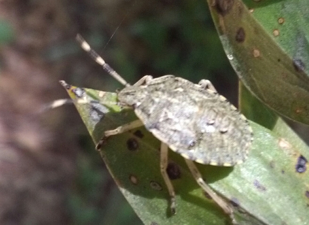 Graue Gartenwanze