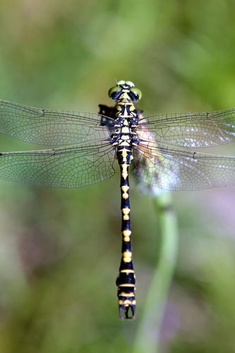 Small Pincertail