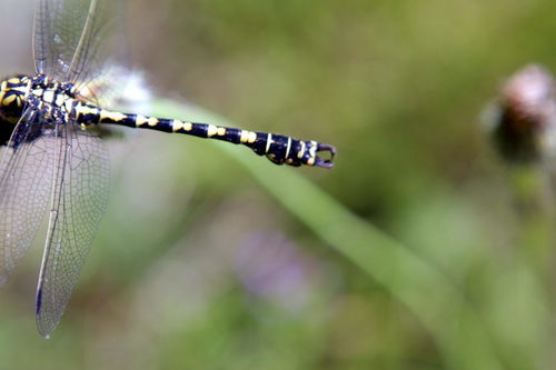 Small Pincertail