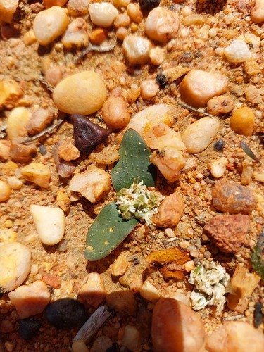 Massonia tenella