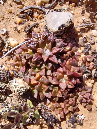 Anacampseros retusa